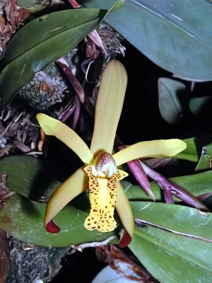 Bild von Maxillaria rufescens 1